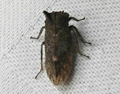 Microcentrus perditus