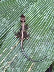 Anolis capito