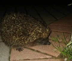 Erinaceus