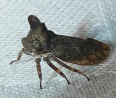 Microcentrus perditus