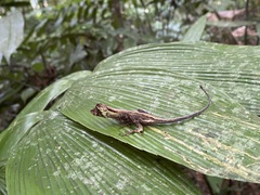 Anolis capito