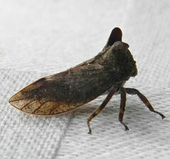 Microcentrus perditus