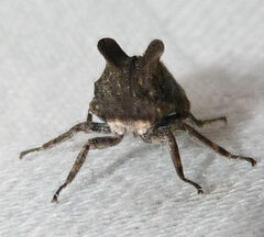 Microcentrus perditus