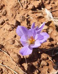 Crocus cancellatus