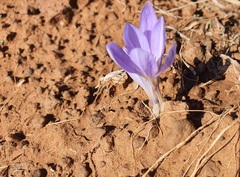 Crocus cancellatus