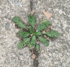 Hypochaeris radicata