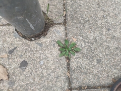 Hypochaeris radicata