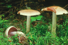 Cortinarius anomalus