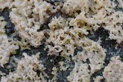 Didymium mucilago