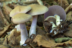 Cortinarius anomalus