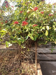 Magnoliopsida
