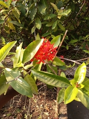 Magnoliopsida