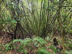 Bambusa oldhamii