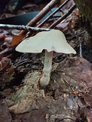 Cortinarius deceptivus