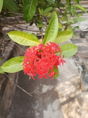 Magnoliopsida