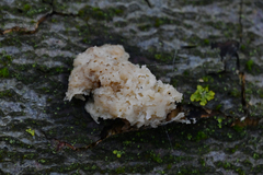 Didymium mucilago