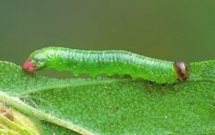 Pristiphora armata