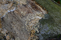 Didymium mucilago