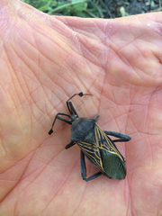 Pachylis neocalifornicus