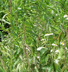 Acrocephalus palustris