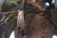 Aegilia describens