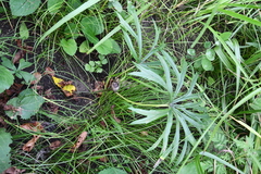 Syneilesis aconitifolia