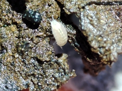 Trichoniscus pygmaeus