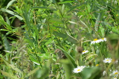 Acrocephalus palustris