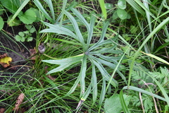 Syneilesis aconitifolia