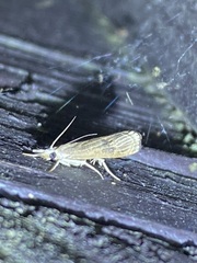 Parapediasia teterrellus