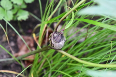Syneilesis aconitifolia