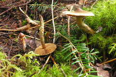 Cortinarius angelesianus