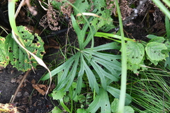 Syneilesis aconitifolia