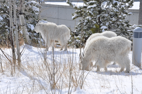 Mountain Goat photographed in South Dakota