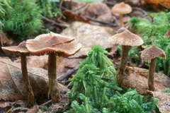 Cortinarius angelesianus
