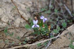 Viola arborescens