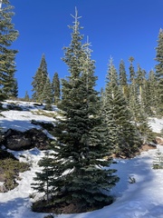 Abies magnifica shastensis