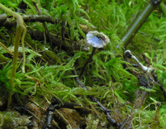 Cortinarius americanus