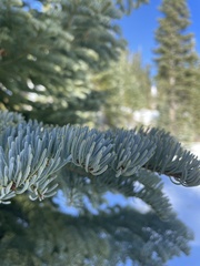 Abies magnifica shastensis
