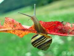 Caucasotachea vindobonensis