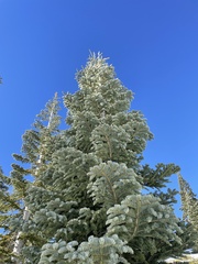 Abies magnifica shastensis