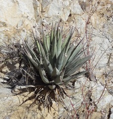 Agave