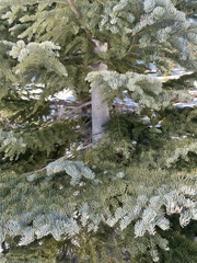 Abies magnifica shastensis