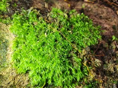 Leucobryum juniperoideum