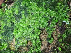 Leucobryum juniperoideum