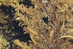 Sargassum polycystum