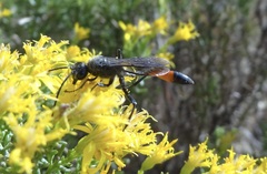 Sphecidae