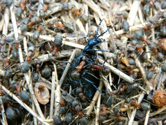 Formica rufa