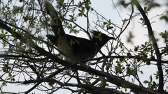 Clamator levaillantii