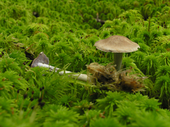 Cortinarius harvardensis